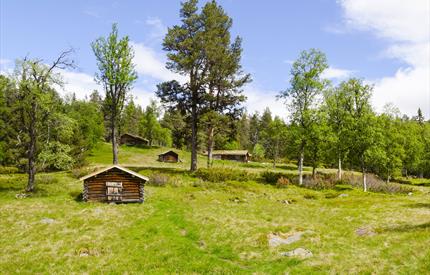 Åpen seter i Gutulia nasjonalpark