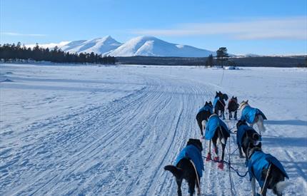Dogsledding Adventure in Tylldalen – One hour Guided Ride