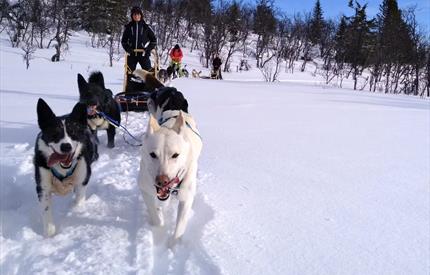 Half-Day Dogsledding Adventure in Tylldalen