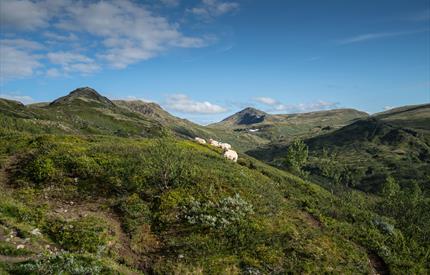 Forollhogna National Park