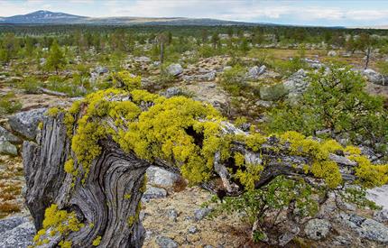 Femundsmarka Nationalpark