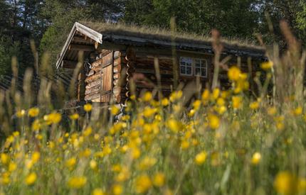 Gutulias fredede bygninger - Guidet tur i Gutulia nasjonalpark