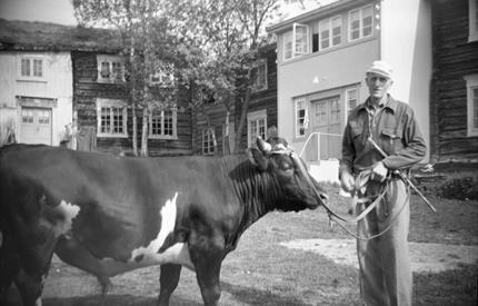 Amund Haugen med en flott okse