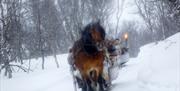 Hest og slede