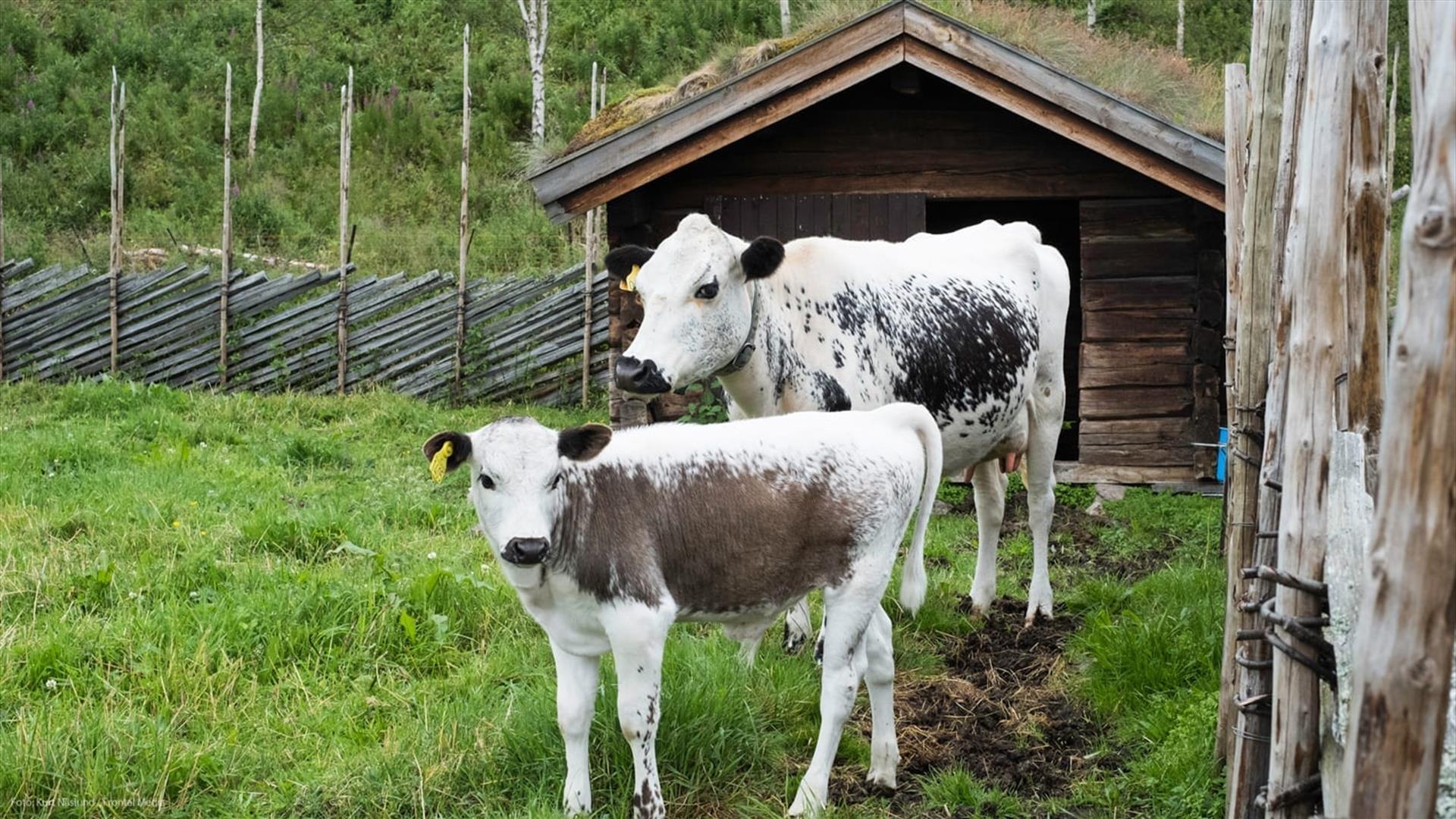 Dølmotunet-Østerdalen-experience-Røros cow-farm-summer