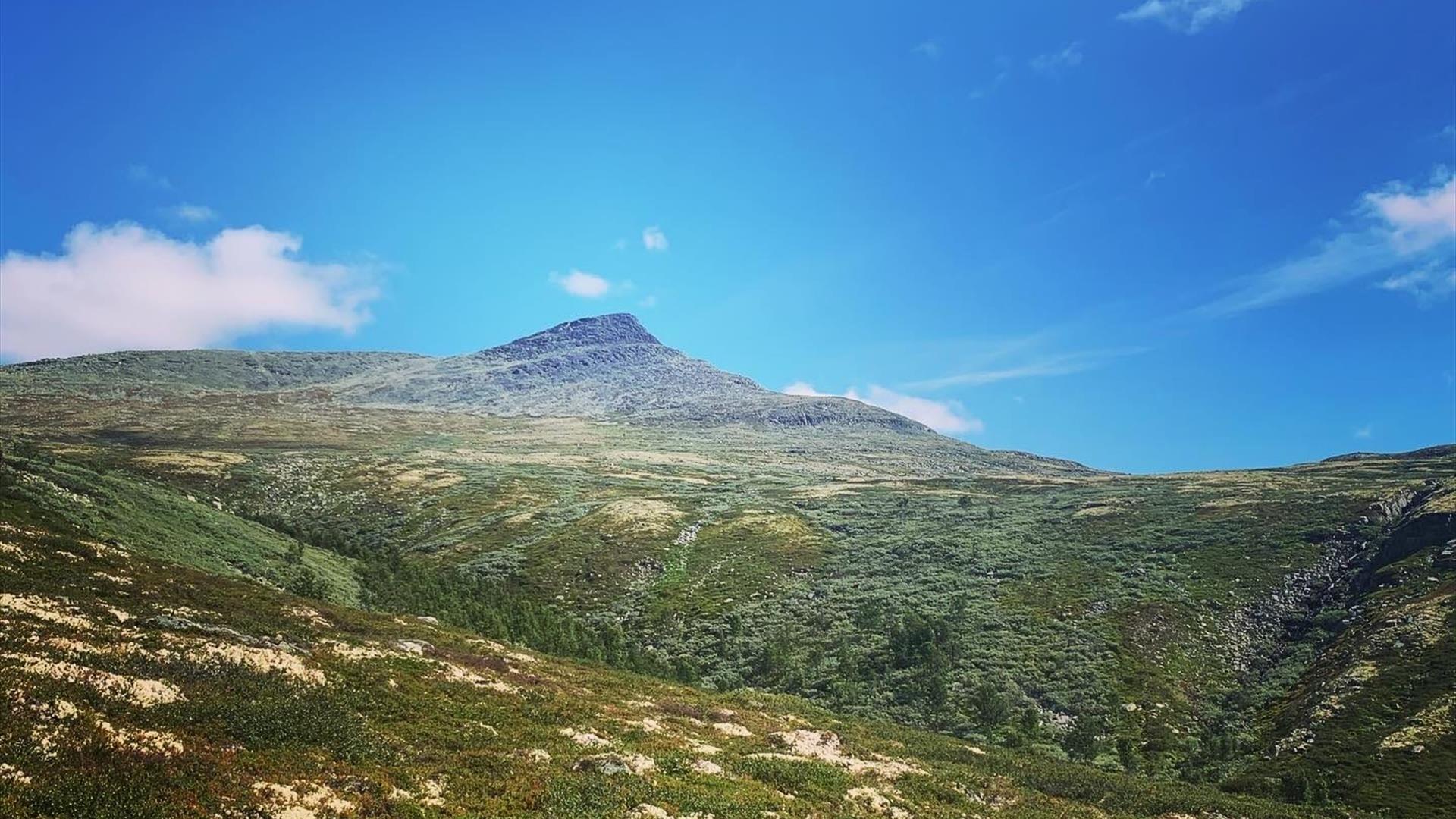 Ser mot toppen av fjellet Sålekinna