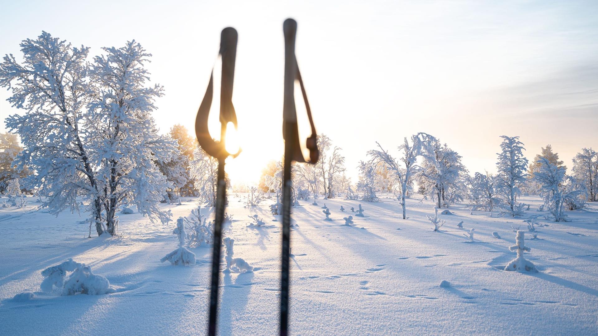 Skitur på Røros. Kaldt vinterlandskap og sol. Skistaver i forgrunnen og trær med frost og rim i bakgrunnen.