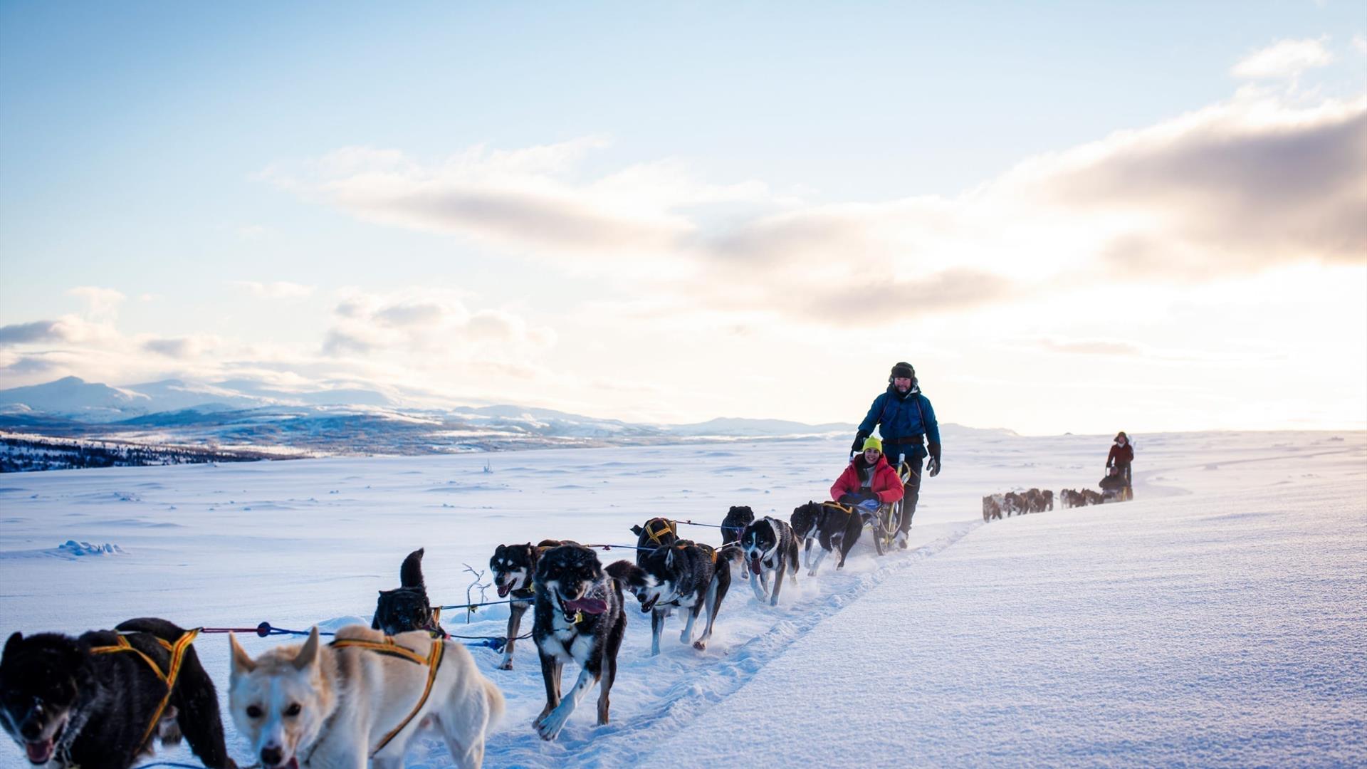 Hundekjøring-vinter-aktivitet-familie-natur-opplevelse