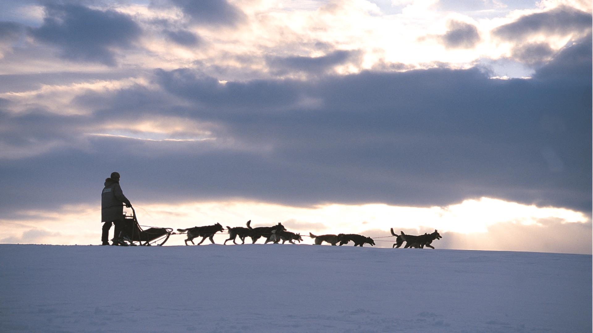 Dogsledding-Femundløpet-Femund dogsledding-Røros-Østerdalen-Alaskan husky tours