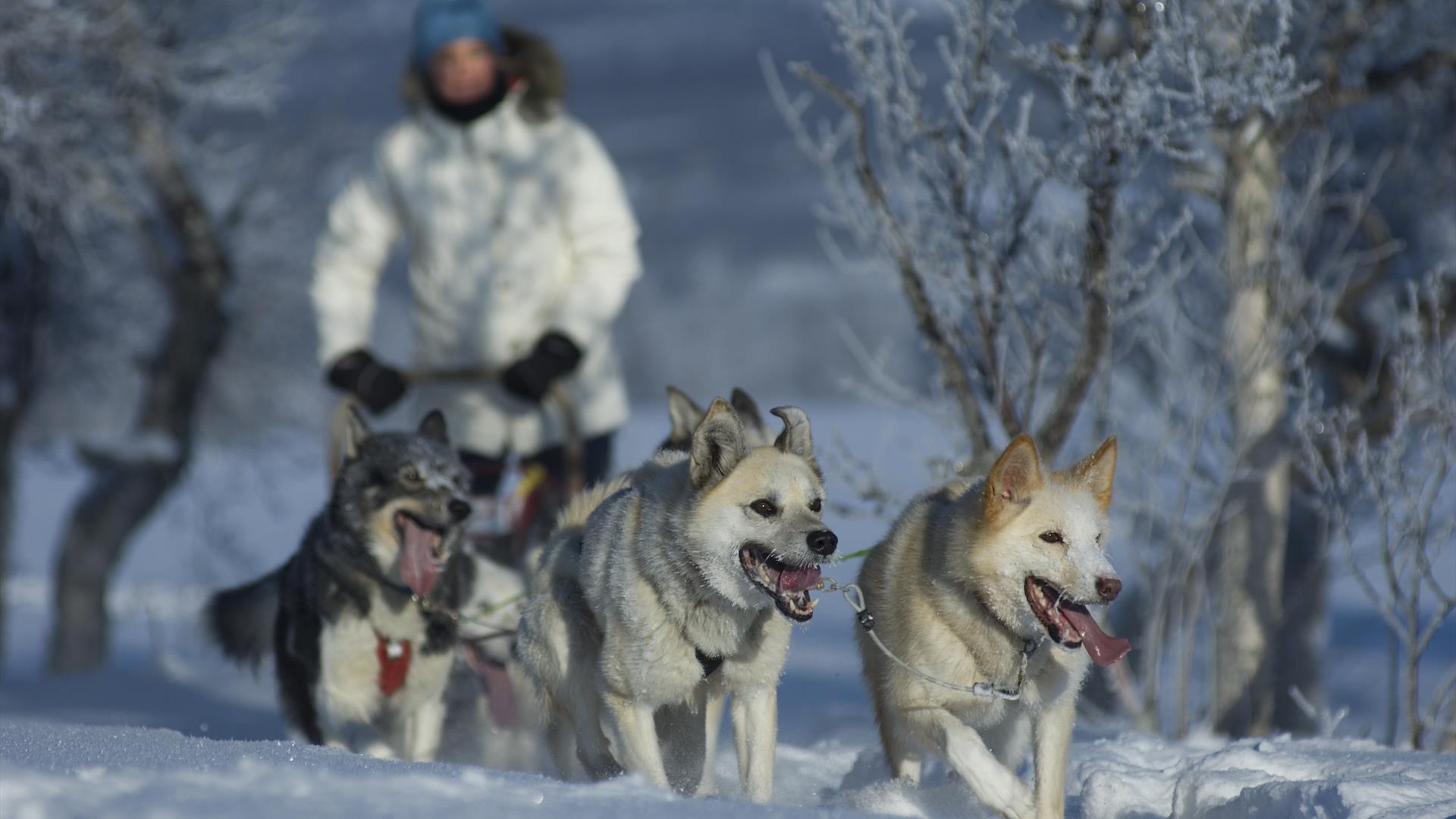 Dog sledding-winter-activity-family-snow-cold-action