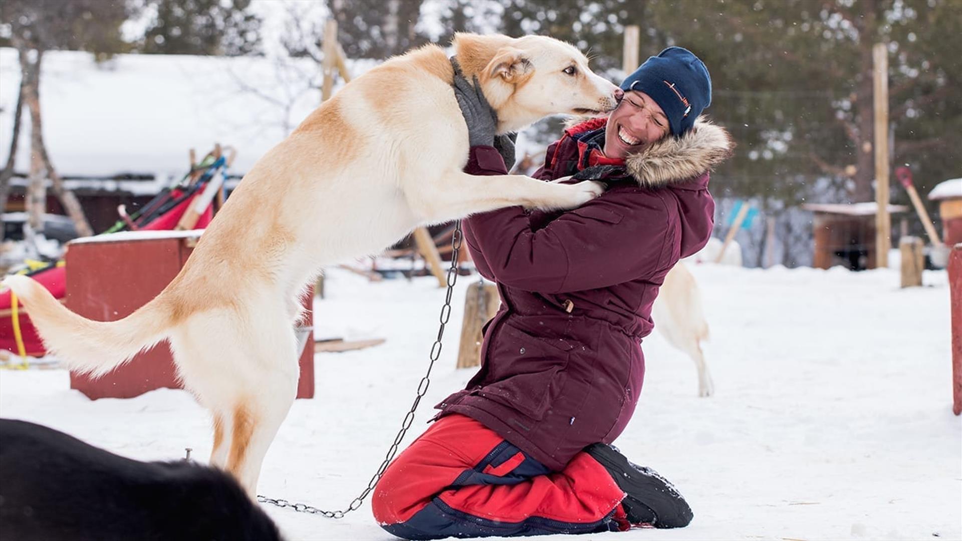 hundekjøring-hund-vinter-glede-Kirsten-Kellogg