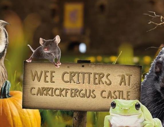 Carrickfergus Castle - Wee Critters Creepy Crawly Halloween