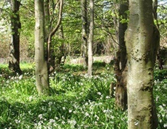 Carnfunnock Woodland Walk
