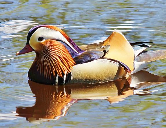 Broughshane Waterfowl Park