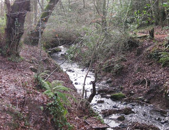 Oakfield Glen and Bashfordsland Wood Walk