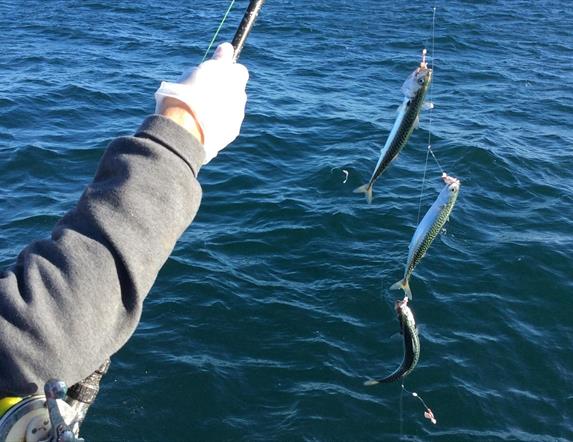 Individual catching 3 fish with a fishing rod.