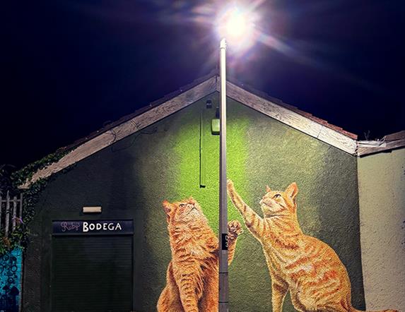 Cats