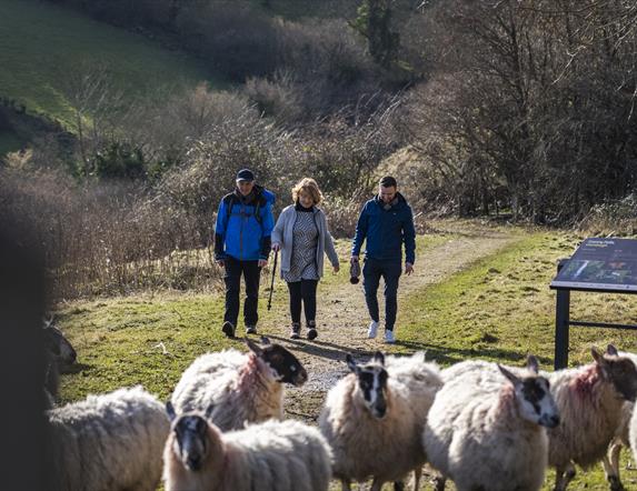 3 people walking on a path with sheep in the foreground