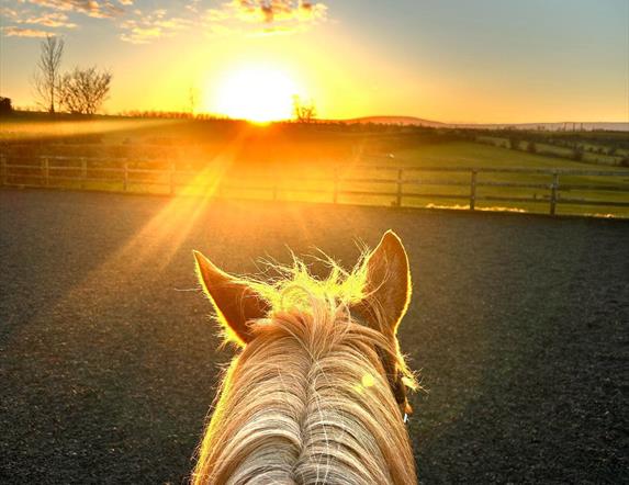 Ginger pony facing into sunset with fields in front