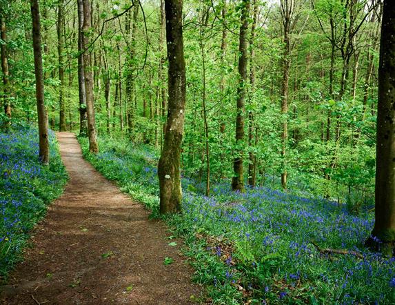 Path through the forest with green trees and loads of bluebells