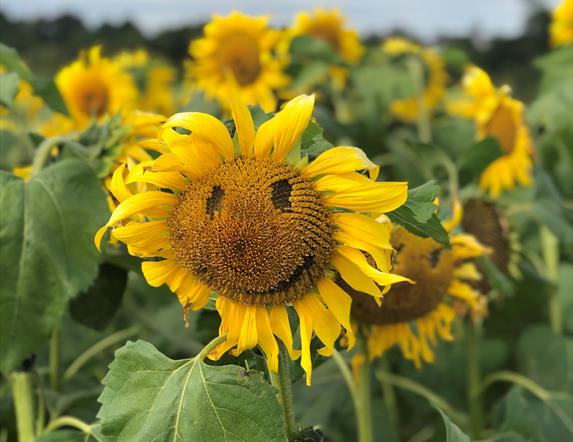Sunflower with smiley face at Sunflower Field Portglenone