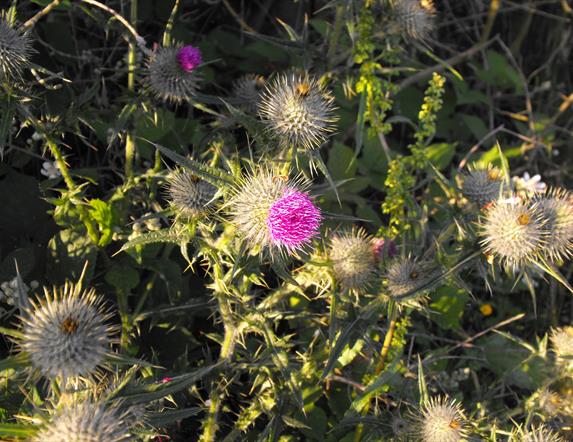 Ulster Scots Language Week event