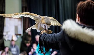 Bird of Prey