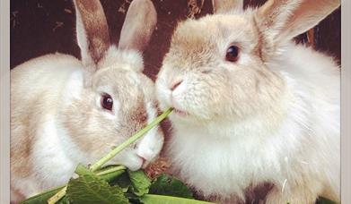 Two white and cream rabbits eating leaves