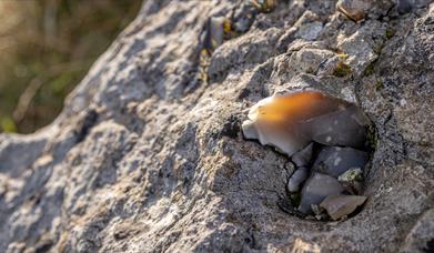 Flint bearing limestone cliffs at Glenarm by Paul McIlwaine
