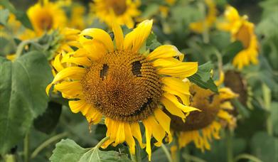 Sunflower with smiley face at Sunflower Field Portglenone