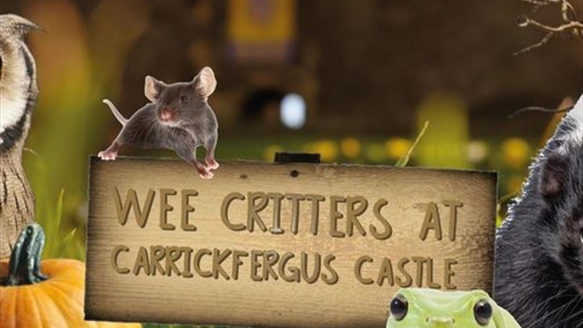 Carrickfergus Castle - Wee Critters Creepy Crawly Halloween
