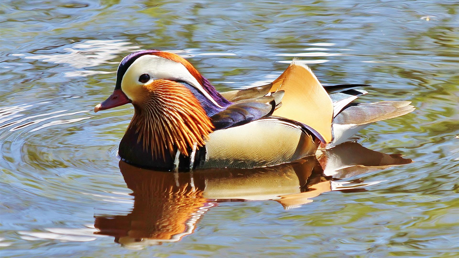 Broughshane Waterfowl Park