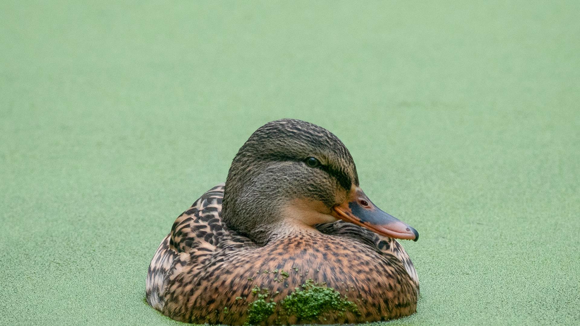 Antrim Duck by Paul McIlwaine