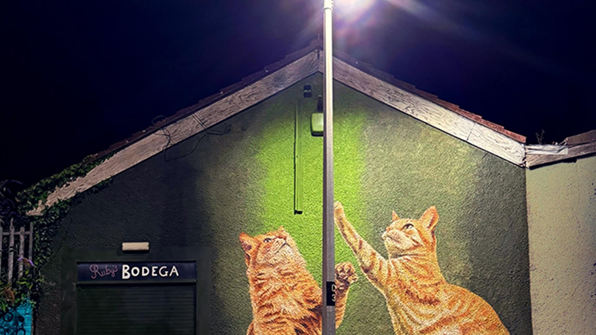 Cats