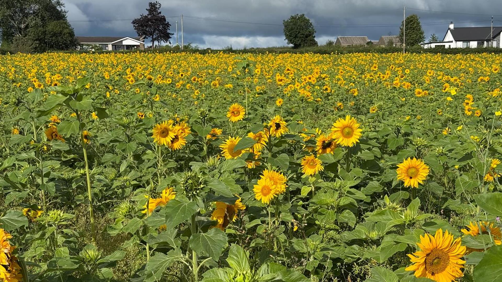 Field of sunflowers with houses in the distance