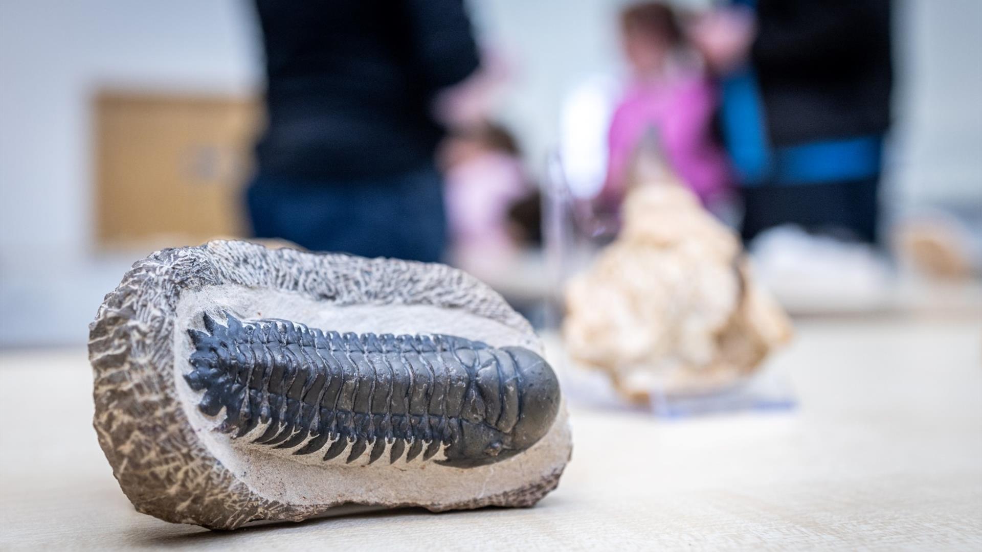 Fossil display