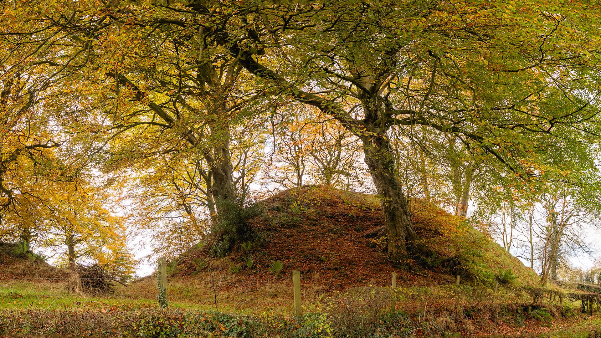 image of a mound amongst trees