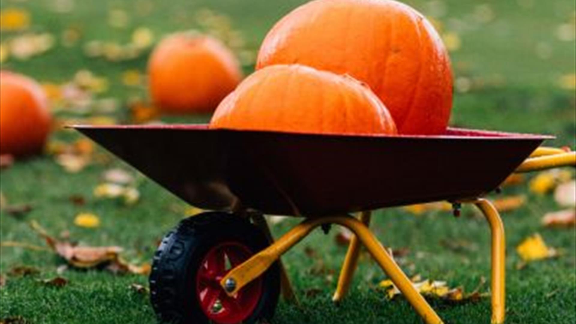This is an image focusing on a wheel barrow with pumpkins in it on a lawn