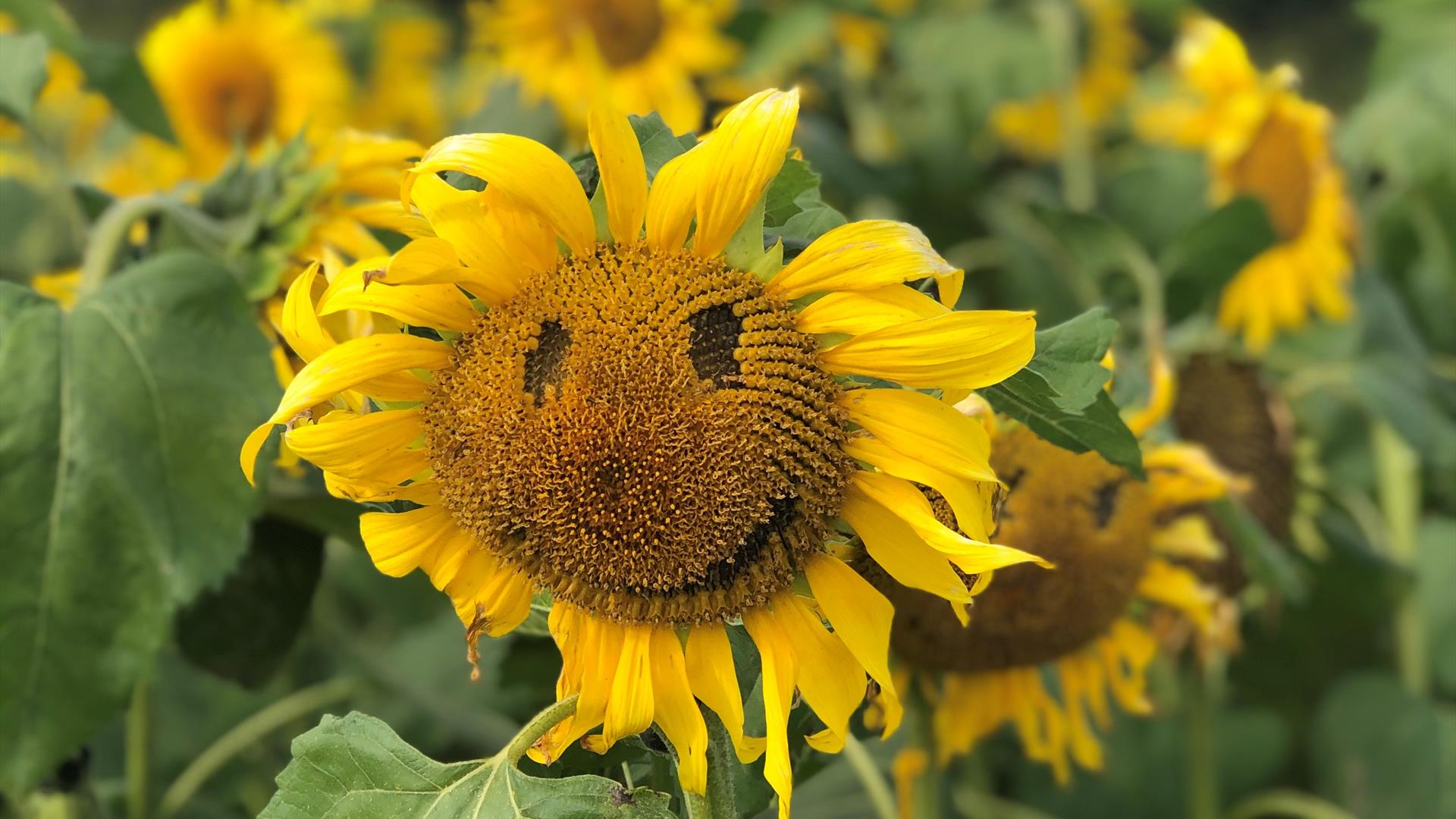 Sunflower with smiley face at Sunflower Field Portglenone