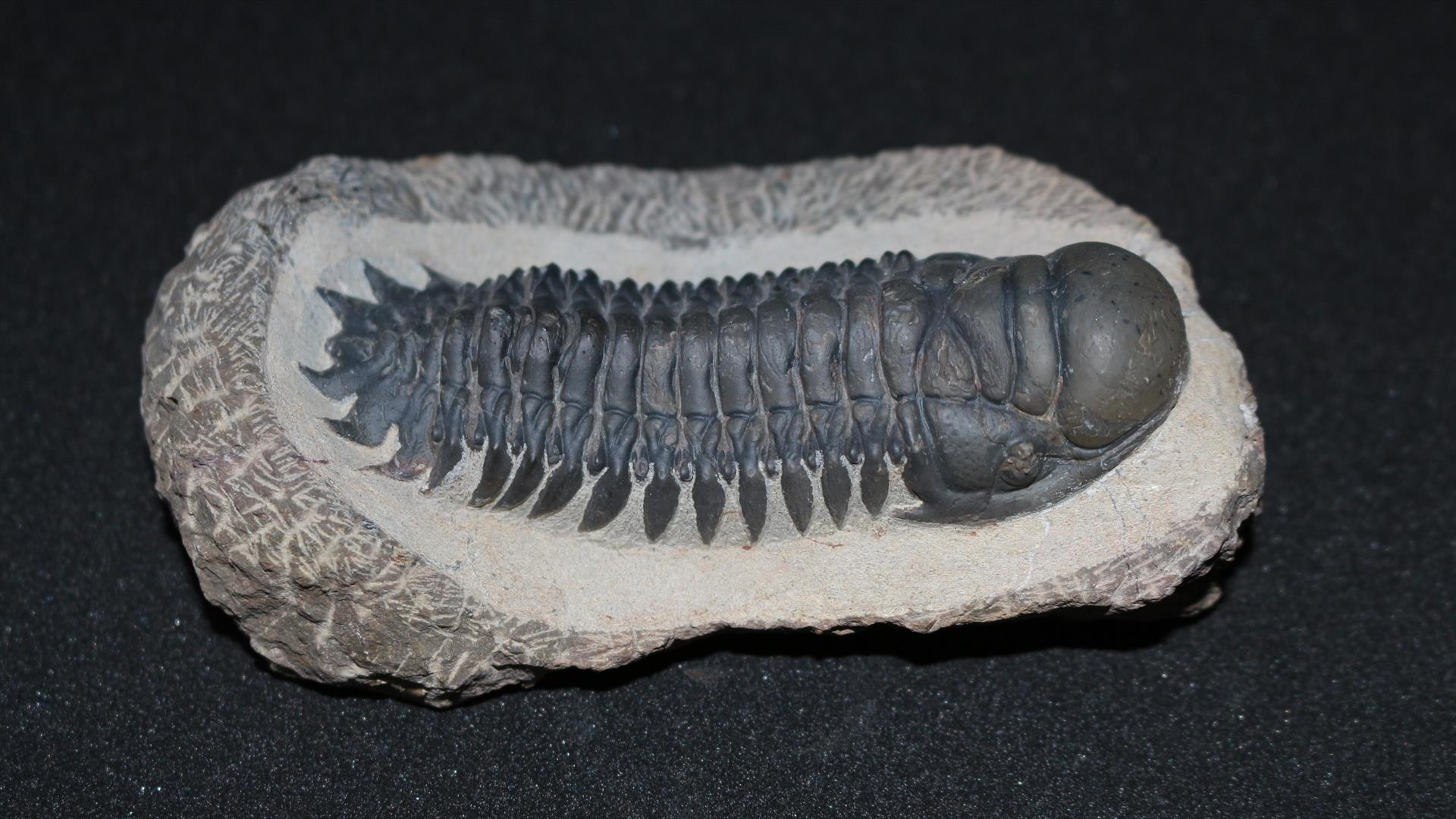 Trilobite