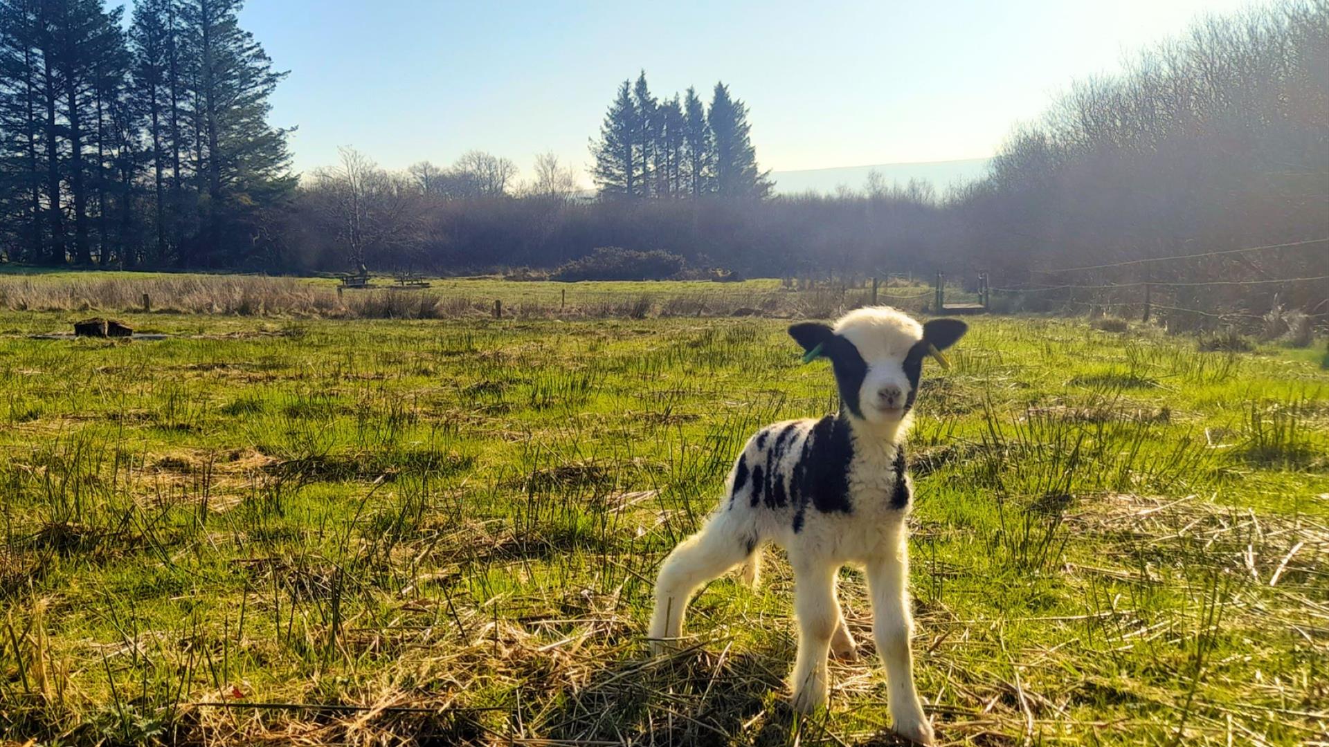 Jacob lamb in a field in front of woodland