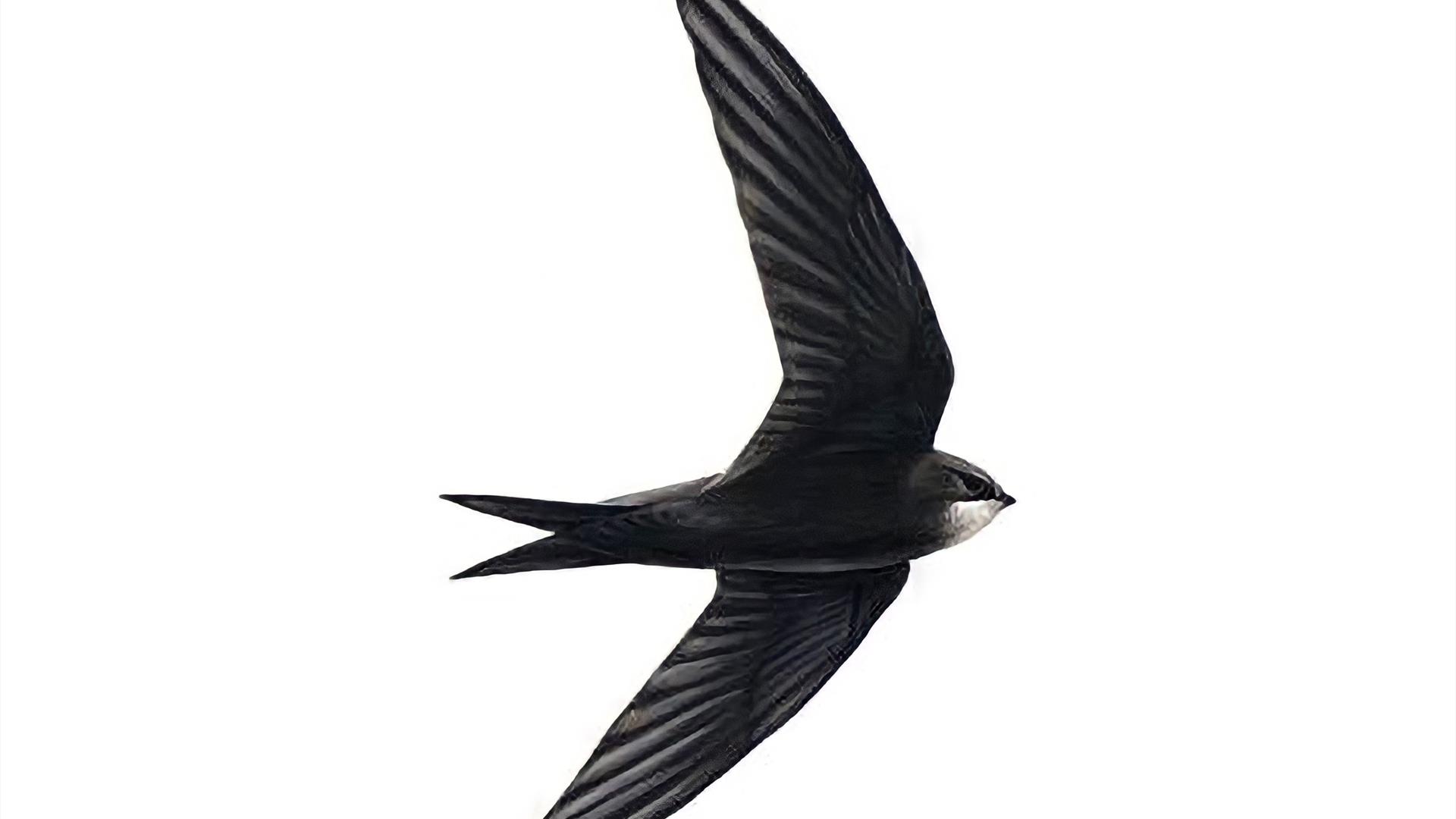 Wildlife Walk Swifts Glenarm Marina