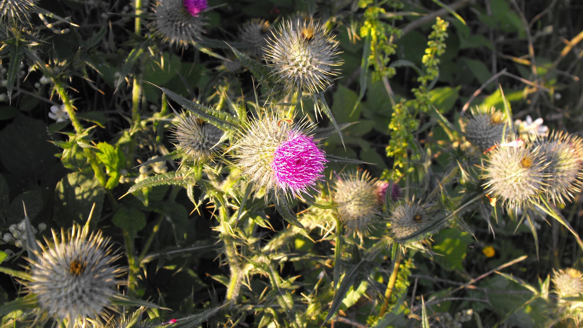 Ulster Scots Language Week event