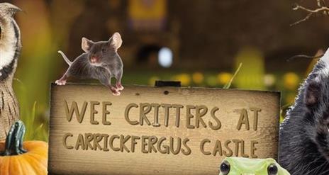Carrickfergus Castle - Wee Critters Creepy Crawly Halloween