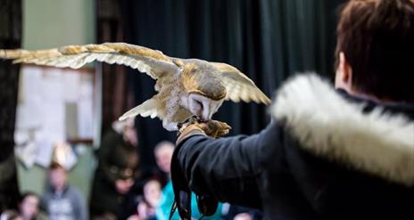 Bird of Prey