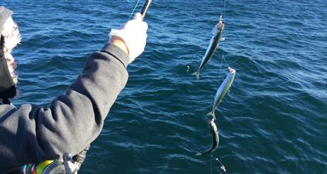 Amberjack Sea Angling Trips
