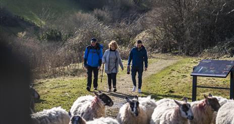 3 people walking on a path with sheep in the foreground