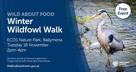 Winter Wildfowl Walk ECOS Nature Park Ballymena, Tuesday 18 November