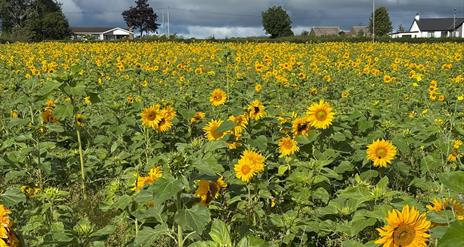 Field of sunflowers with houses in the distance
