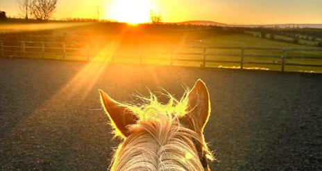 Ginger pony facing into sunset with fields in front